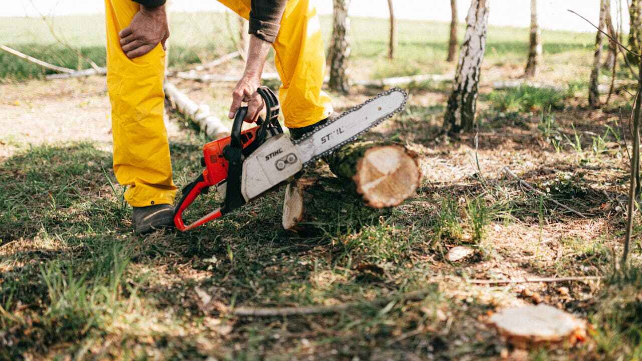 Best Dead Tree Removal  in Twin Lake, MI